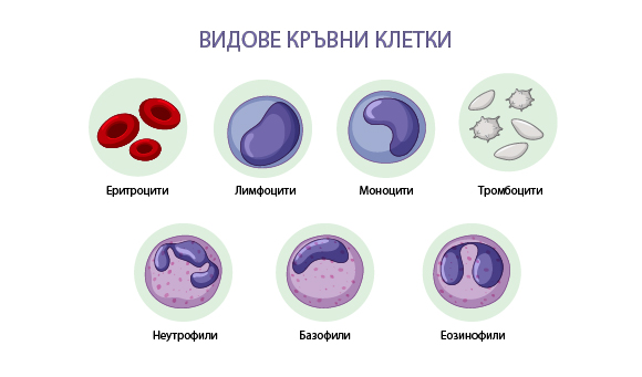 видове кръвни клетки и неутропения